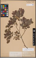 Salix bebbiana Sarg. x Salix starkeana Willd.